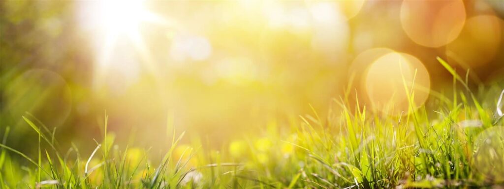 Close up view of green grass with sun rise photo